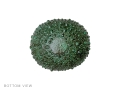 'SEA URCHIN 4